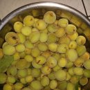 돌복숭이효소 ,효능 이미지