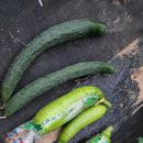 제일농약사 이미지