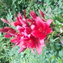 백합 나리(Lilly) 꽃 이미지