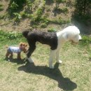 루비애견 이미지