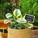 내추럴픽 이미지