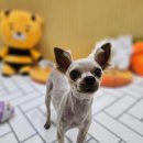 강아지의 하루 이미지