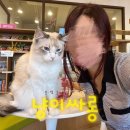 [ 대전 은행동 ] 고양이카페 데이트코스 놀거리 추천 ▾냥이싸롱▾