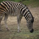 기린반점 이미지