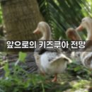 키즈쿠아 이미지