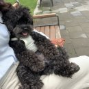 쌀강아지 이미지