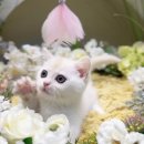 나비캐터리 | 검단고양이분양 러시안블루 고양이 첫입양