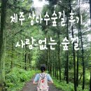 삼다수숲길 2코스 | 제주 삼다수숲길 제주 동쪽 조천 가볼만한곳 조용한 산책코스 친밀 수제버거