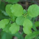 노박덩굴 [Oriental bittersweet (Celastrus orbiculatus) 이미지