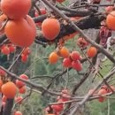 제이와이팜 이미지