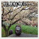 매화농장 | 부산 홍매화 명소 매화 개화시기 기장 매화원 2026년 개방 날짜와 방문 가능한 시간
