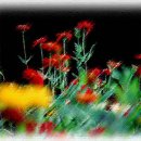 정애발전소 | [스크랩] 태백산 산행 3부