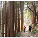 바람고개길 이미지