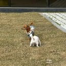 푸르댕댕 | 청주 세종 대형애견카페 수영장과 푸른잔디운동장 있는 푸르댕댕