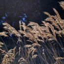 신평저수지 이미지