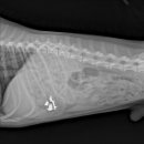 상일 쓰담쓰담 동물병원 이미지