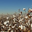 목화(아) 이미지