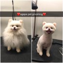 아가페 펫살롱 이미지