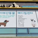 서부산동물메디컬센터 네이버블로그