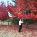 봉림흑염소 이미지