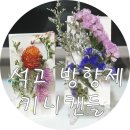 키니캔들 | 나만의 방향제 만들기, 선물용 석고방향제 키니캔들 구매후기