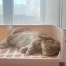 토끼용품 추천 내돈내산 리얼후기 + 소소한 꿀팁🐰