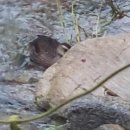 오리한마리 이미지