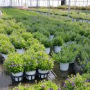 영인농장 이미지