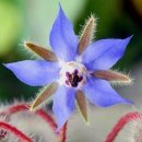 야생화 앨범 11/ 보리지(Borage 쾌활초) 이미지