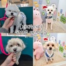 퍼피원데이 | 광양 퍼피원데이 애견미용실 추천