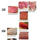 참치라이더 이미지
