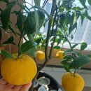 익어가는 한라봉 이미지