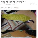 키우던 구렁이한테 고양이 먹이로줌 이미지