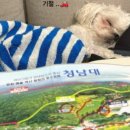 댕타운 네이버블로그