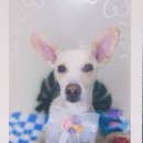 뽀댕뽀댕 이미지