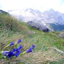 나팔용담(Gentiana acaulis) 이미지