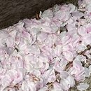 ㈜은성 | #꽃씨잡곡 #홍국쌀가루 #은성식품 #홍국수연소면_2022년 3월 네이버 밴드 우수후기 선물준비