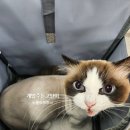 개밥주는고양이