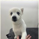 뽀그리독 이미지