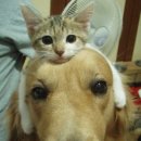 강아지와고양이 이미지