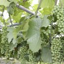 박사골농장 이미지