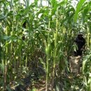 중천농장 이미지