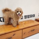 낭창한 강아지 이미지