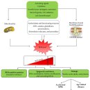 Re: 활성산소 --＞ Cell senescence --＞ 노화 탐구!! 이미지