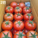 GAP인증- 유럽종완숙토마토 비품 16,000원 판매합니다 이미지