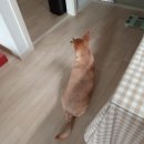 경기도 수원시 팔달구 고매로19번길 이미지