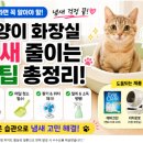 크린환경사료 | 고양이 화장실 냄새, 집사들이 진짜 효과 봤다는 방법들