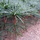 금송하우스 이미지