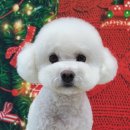 허니비 펫살롱 이미지