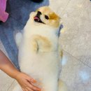 쥬티 펫 이미지